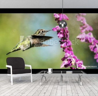Picture of Annas Hummingbird in Flight with Purple Flowers